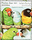 Grey-headed Lovebird Agapornis canus