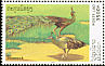 Green Peafowl Pavo muticus  2000 Peacocks 
