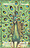 Green Peafowl Pavo muticus  2000 Peacocks  MS