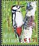 Great Spotted Woodpecker Dendrocopos major  2016 Birds 