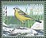 Western Yellow Wagtail Motacilla flava  2017 Birds 