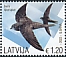 Common Swift Apus apus