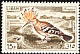 Eurasian Hoopoe Upupa epops  1965 Birds 