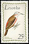Ground Woodpecker Geocolaptes olivaceus  1971 Birds 