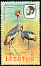 Grey Crowned Crane Balearica regulorum  1981 Birds p 14½
