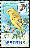 Yellow Canary Crithagra flaviventris  1981 Birds p 14½