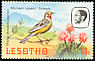 Cape Longclaw Macronyx capensis  1981 Birds p 14½