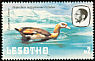 Egyptian Goose Alopochen aegyptiaca  1981 Birds p 14½
