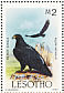 Verreaux's Eagle Aquila verreauxii  1986 Flora and fauna of Lesotho  MS