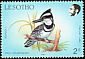 Pied Kingfisher Ceryle rudis  1988 Birds 