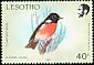 African Stonechat Saxicola torquatus  1988 Birds 