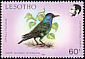 Cape Starling Lamprotornis nitens  1988 Birds 