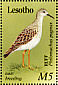 Ruff Calidris pugnax  1989 Migrant birds  MS