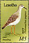 Ruff Calidris pugnax