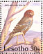 Red-headed Finch Amadina erythrocephala  1992 Birds Sheet