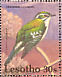 Diederik Cuckoo Chrysococcyx caprius  1992 Birds Sheet