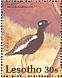 Northern Black Korhaan Afrotis afraoides  1992 Birds Sheet