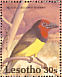 Black-collared Barbet Lybius torquatus  1992 Birds Sheet