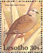 Ring-necked Dove Streptopelia capicola  1992 Birds Sheet