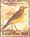 Cape Longclaw Macronyx capensis  1992 Birds Sheet