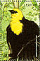 Yellow-headed Blackbird Xanthocephalus xanthocephalus  1999 Birds of the world Sheet