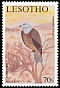 Black Kite Milvus migrans  2001 Birds of prey 