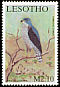 African Goshawk Accipiter tachiro  2001 Birds of prey 