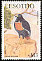 Jackal Buzzard Buteo rufofuscus  2001 Birds of prey 