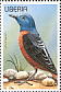 Common Rock Thrush Monticola saxatilis  1996 Birds Sheet