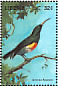 Olive-bellied Sunbird Cinnyris chloropygius  1998 Birds of the world Sheet