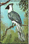 Bare-faced Go-away-bird Crinifer personatus  1998 Birds of the world Sheet