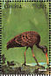 Limpkin Aramus guarauna  1998 Birds of the world Sheet