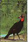 Southern Ground Hornbill Bucorvus leadbeateri  1998 Birds of the world Sheet