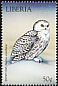 Snowy Owl Bubo scandiacus  1999 Birds of prey 