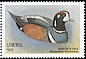 Harlequin Duck Histrionicus histrionicus  1999 Seabirds 