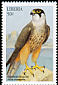 Eleonora's Falcon Falco eleonorae