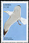 European Herring Gull Larus argentatus  1999 Seabirds 
