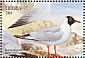 Black-headed Gull Chroicocephalus ridibundus  1999 Seabirds Sheet