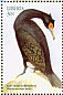 Red-faced Cormorant Urile urile