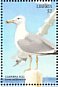 California Gull Larus californicus  1999 Seabirds  MS MS MS MS