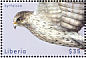 Gyrfalcon Falco rusticolus  2000 Polar animals 4v sheet