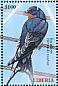 Barn Swallow Hirundo rustica  2000 Birds of the world  MS