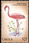 Lesser Flamingo Phoeniconaias minor  2000 Birds of Africa 