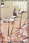 Black Crowned Crane Balearica pavonina  2001 African wildlife 12v sheet