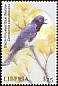Black-throated Blue Warbler Setophaga caerulescens  2001 Birds 