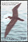 Audubon's Shearwater Puffinus lherminieri  2001 Birds 