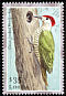 Little Green Woodpecker Campethera maculosa  2001 Birds of Africa 