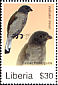 Lesser Honeyguide Indicator minor  2007 Birds of Africa 