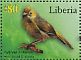 Red-faced Cisticola Cisticola erythrops  2011 Birds of Liberia Sheet
