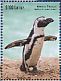 African Penguin Spheniscus demersus  2015 African Penguin Sheet